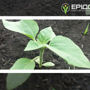 Рекомендації щодо застосування добрив на соняшнику у фазу 2-3 пари справжніх листків (BBCH14-16)