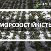 Морозостійкість озимих зернових та підвищення рівня цукрів у рослинах задля кращої перезимівлі