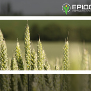 Високоякісне насіння ярої пшениці від «Ерідон»