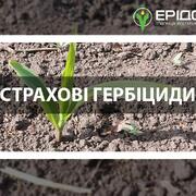 Страхові гербіциди кукурудзи – складова технології стабільних врожаїв!