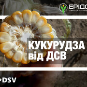 Насіння гібридів кукурудзи від компанії DSV: асортимент, врожайність, характеристика