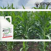 Гербіцид Дікамбест, РК – simply the best від IFAGRI для контролю проблемних дводольних бур’янів у посівах кукурудзи та зернових колосових