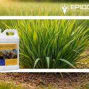 Весняне кущення озимої пшениці. Як стимулювати розкущення з Міллерплекс