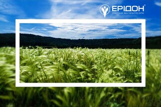 Високоякісне насіння ярого ячменю від компанії «Ерідон»