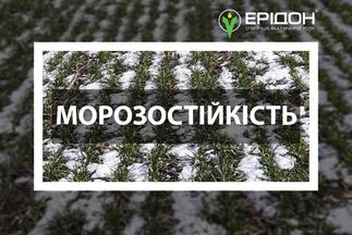 Морозостійкість озимих зернових та підвищення рівня цукрів у рослинах задля кращої перезимівлі