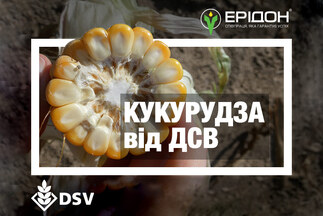 Насіння гібридів кукурудзи від компанії DSV: асортимент, врожайність, характеристика