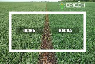 Посів ярої пшениці восени: порівняння врожайності, переваги, перспективи та можливості