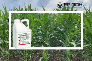 Гербіцид Дікамбест, РК – simply the best від IFAGRI для контролю проблемних дводольних бур’янів у посівах кукурудзи та зернових колосових