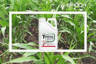 Гербіцид Топразор, РК від IFAGRI — максимум захисту кукурудзи та мінімум резистентності бур’янів