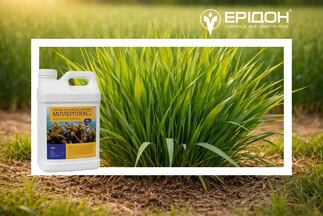 Весняне кущення озимої пшениці. Як стимулювати розкущення з Міллерплекс