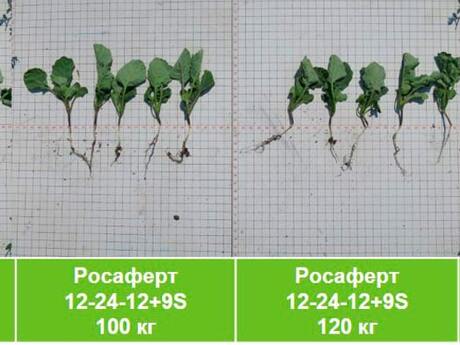 rosafert-12-24-12-ozimij-ripak-eridon-pershe-sposteregennya-doslid.jpg