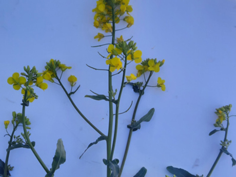 dk-implement-iskra-roslina-traven-09-22.jpg