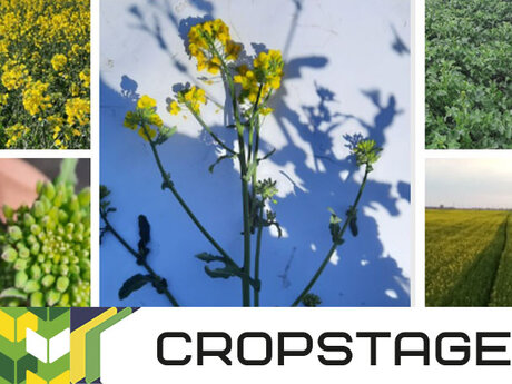 CROPSTAGE-ripak-iskra-traven.jpg