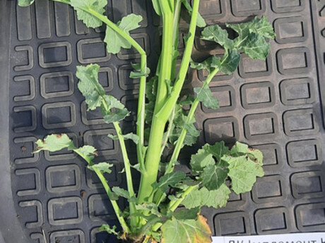 dk-implement-iskra--roslina-traven-22.jpg