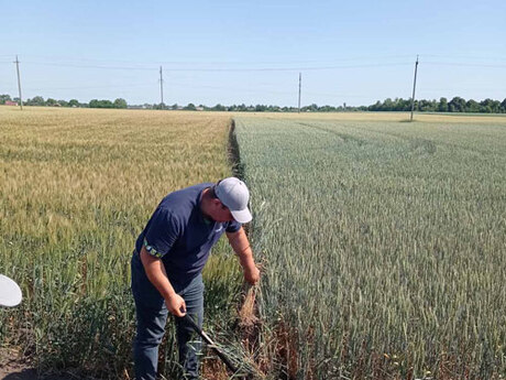 polovij-seminar-cropstage-u-tov-pkz-agro-demonstraciya-korenevoyi-sistemi-pshenici.jpg