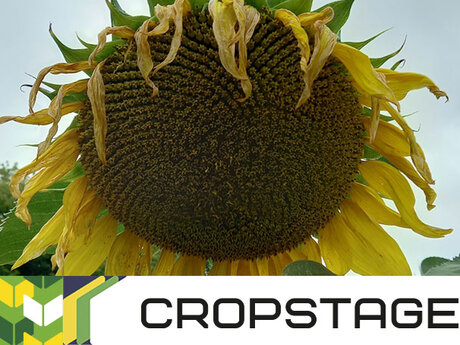 cropstage-pkz-agro-gibridi-ifagri-serpen-2022.jpg