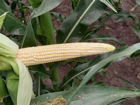 cropstage-pkz-agro-kukurudza-ifagri-blekrok-kachan-serpen-2022.jpg