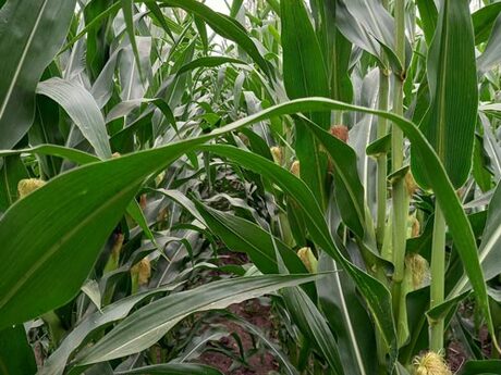 cropstage-pkz-agro-kukurudza-ifagri-blekrok-serpen-2022.jpg