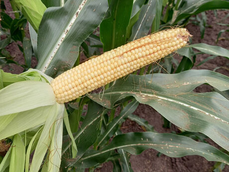 cropstage-pkz-agro-kukurudza-ifagri-kobza-mv-kachan-serpen-2022.jpg