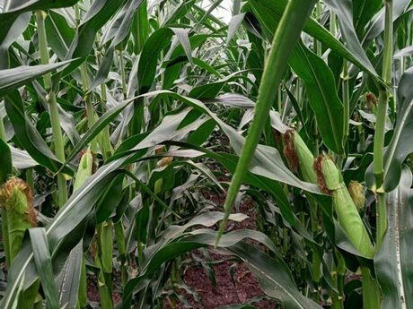 cropstage-pkz-agro-kukurudza-ifagri-kobza-mv-serpen-2022.jpg