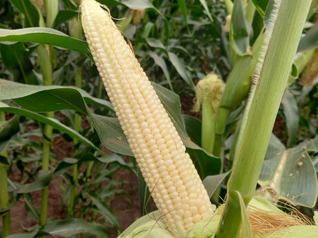 cropstage-pkz-agro-kukurudza-ifagri-miting-kachan-serpen-2022.jpg