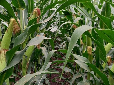 cropstage-pkz-agro-kukurudza-ifagri-miting-serpen-2022.jpg