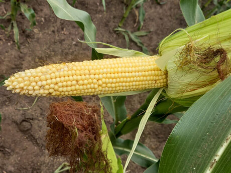 cropstage-pkz-agro-kukurudza-ifagri-skaner-kachan-serpen-2022.jpg