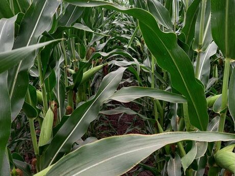 cropstage-pkz-agro-kukurudza-ifagri-skaner-serpen-2022.jpg