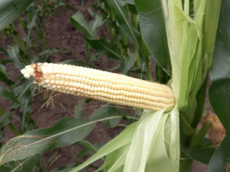 cropstage-pkz-agro-kukurudza-ifagri-starof-kachan-serpen-2022.jpg