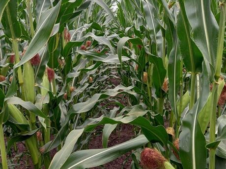 cropstage-pkz-agro-kukurudza-ifagri-starof-serpen-2022.jpg