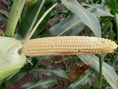 cropstage-pkz-agro-kukurudza-ifagri-varhol-kachan-serpen-2022.jpg