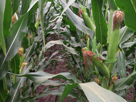 cropstage-pkz-agro-kukurudza-ifagri-varhol-serpen-2022.jpg