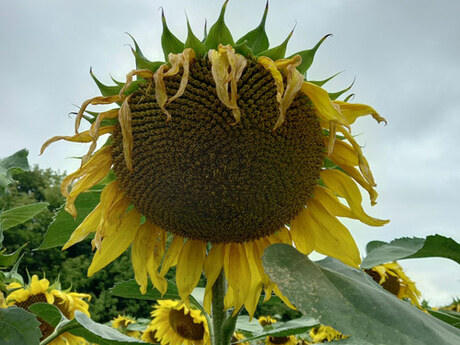 cropstage-pkz-agro-sonyashnik-ifagri-sanrok-koshik-serpen-2022.jpg