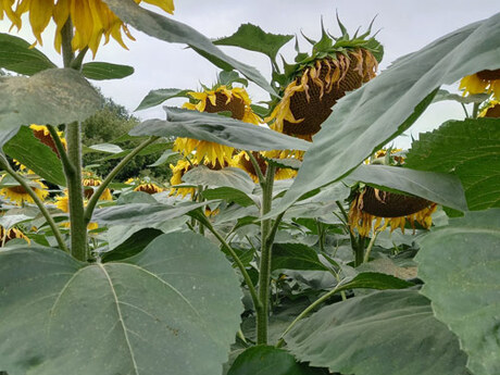 cropstage-pkz-agro-sonyashnik-ifagri-sanrok-serpen-2022.jpg