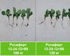 rosafert-12-24-12-ozimij-ripak-eridon-pershe-sposteregennya-doslid.jpg