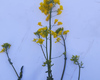 dajnemik-iskra-roslina-traven-09-22.jpg