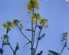 dk-implement-iskra-roslina-traven-09-22.jpg