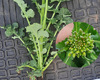 aspect-iskra-roslina-traven-22.jpg