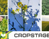CROPSTAGE-ripak-iskra-traven.jpg