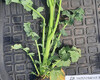 dk-implement-iskra--roslina-traven-22.jpg