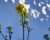 princ-iskra-roslina-traven-09-22.jpg