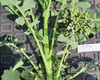 princ-iskra-roslina-traven-22.jpg