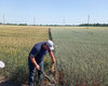 polovij-seminar-cropstage-u-tov-pkz-agro-demonstraciya-korenevoyi-sistemi-pshenici.jpg