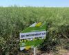 polovij-seminar-cropstage-u-tov-pkz-agro-ripak-dekalb-dk-implement.jpg