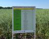 polovij-seminar-cropstage-u-tov-pkz-agro-sistema-zhivlennya-ta-zahistu-ripaku.jpg
