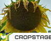 cropstage-pkz-agro-gibridi-ifagri-serpen-2022.jpg