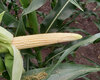 cropstage-pkz-agro-kukurudza-ifagri-blekrok-kachan-serpen-2022.jpg