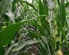 cropstage-pkz-agro-kukurudza-ifagri-blekrok-serpen-2022.jpg
