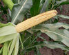 cropstage-pkz-agro-kukurudza-ifagri-kobza-mv-kachan-serpen-2022.jpg