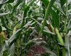 cropstage-pkz-agro-kukurudza-ifagri-kobza-mv-serpen-2022.jpg